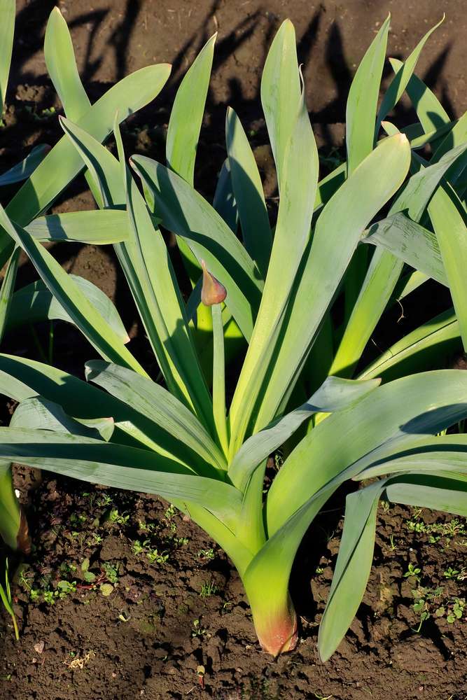 Rocambol garlic flavored onion. It is used in salads and as a spice in cooking.