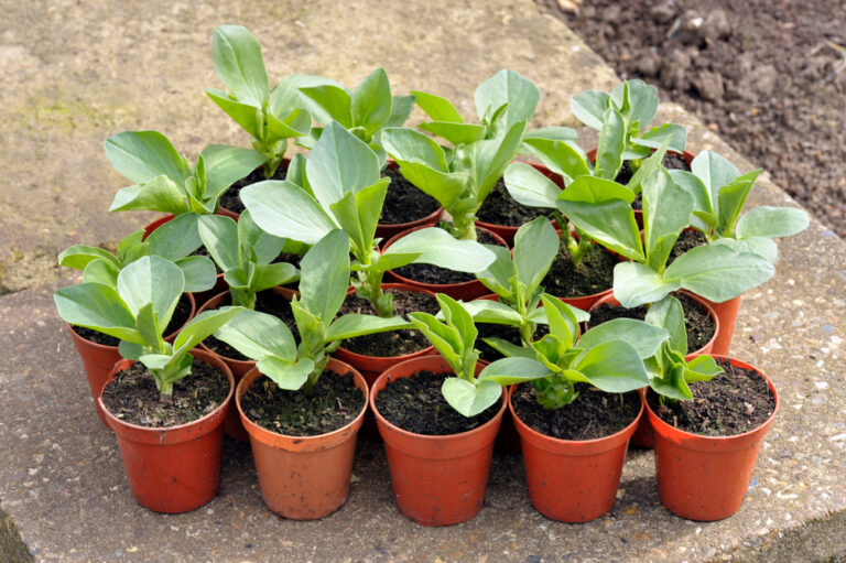 Starting Broad bean plants in pots, variety Witkiem Manita, Vicia Faba also known as field bean, fava, bell, horse, windsor, pigeon and tic bean