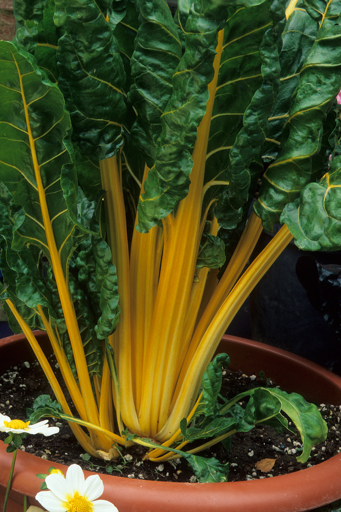 Swiss chard in pot