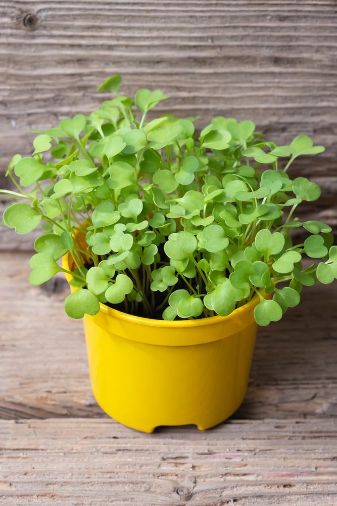 Tender arugula seedlings grown in a pot.