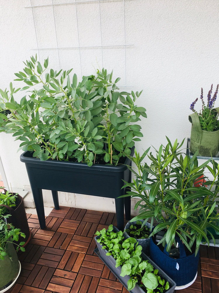 Urban balcony garden with raised bed and growing broad beans in pots