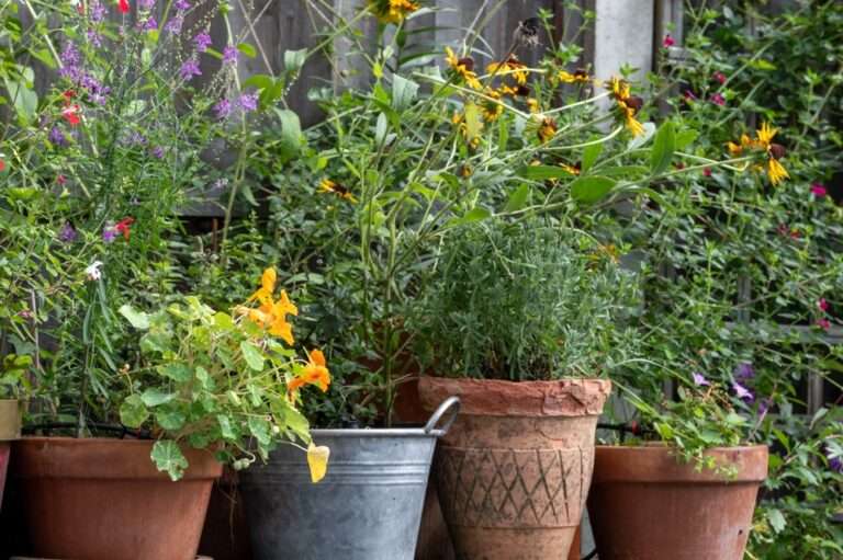 Wildlife friendly suburban garden with rudbeckia hirta flowers, nasturtiums, container pots, flowers and greenery