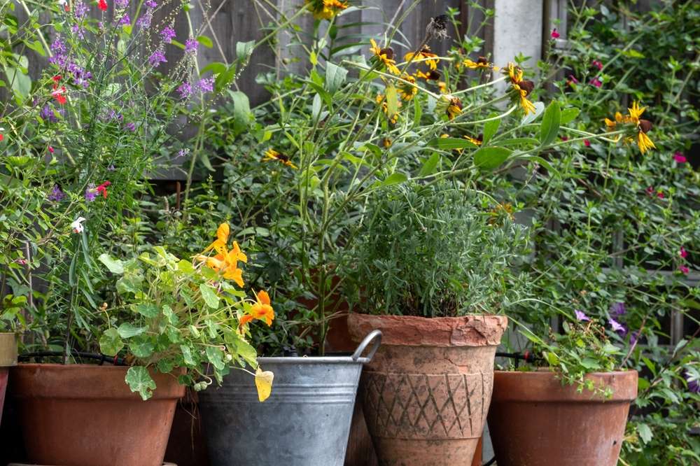 Wildlife friendly suburban garden with rudbeckia hirta flowers, nasturtiums, container pots, flowers and greenery
