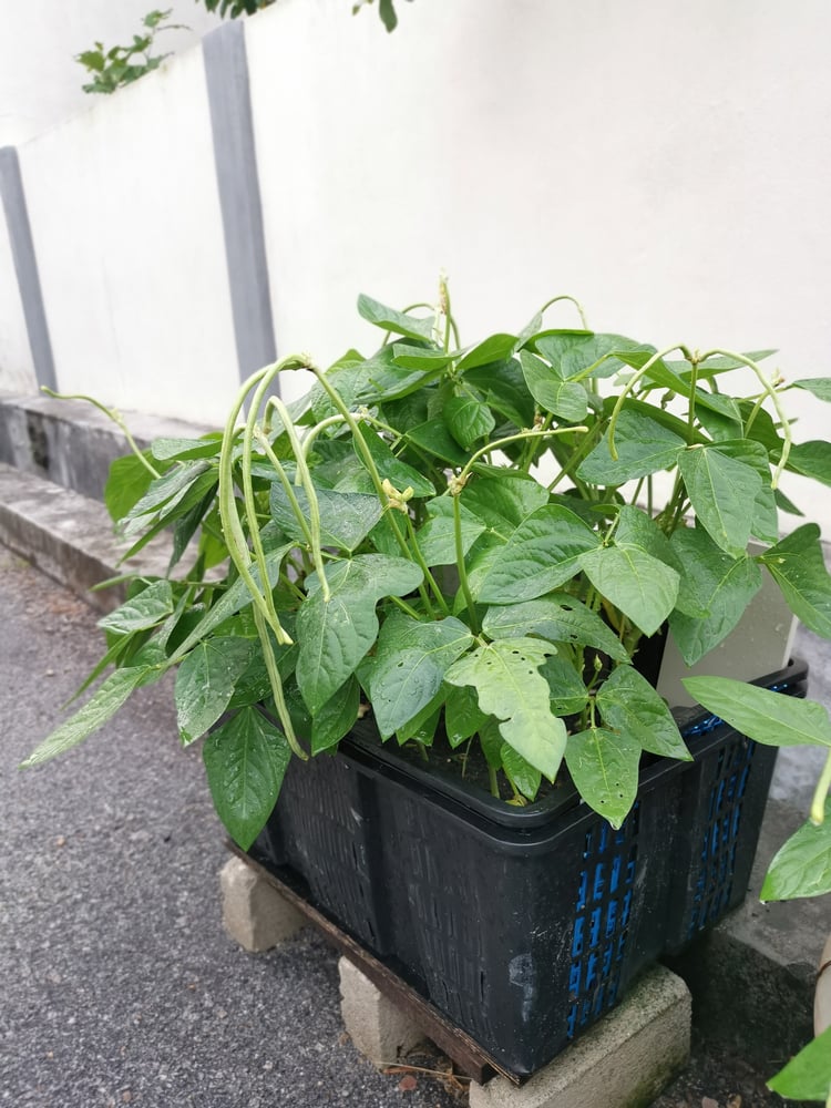 Yardlong bean plant growing in the pot.