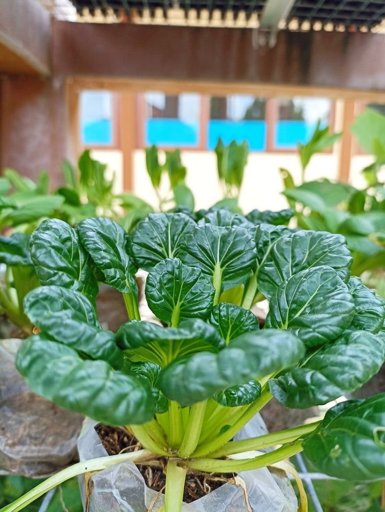 Young Bok choy plant in plastic pot. Bok choy is one of the best easy vegetables to grow in pots