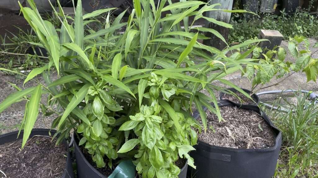 Ginger plants in geofelt grow bag containers