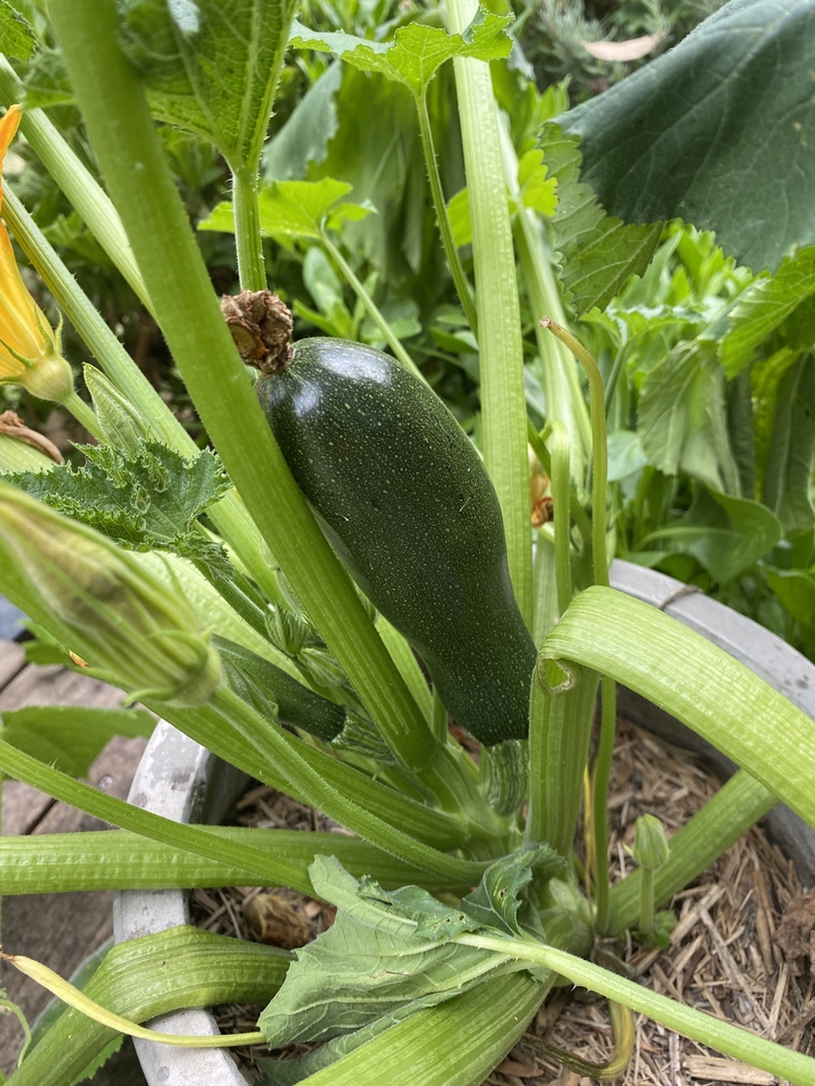 Zucchini growing in garden pot