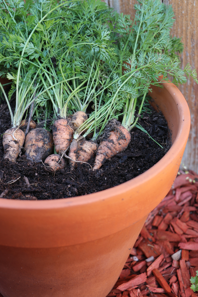 baby carrots in a pot