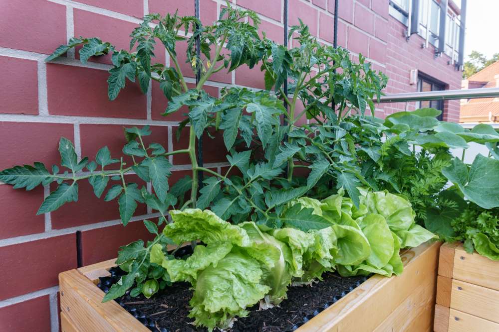 balcony garden with containers of lettuce and tomato plants