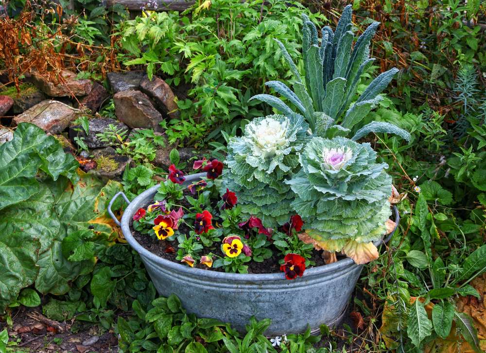 container garden mix and match with cabbage, viola, and chard in one container. Companion planting in pots