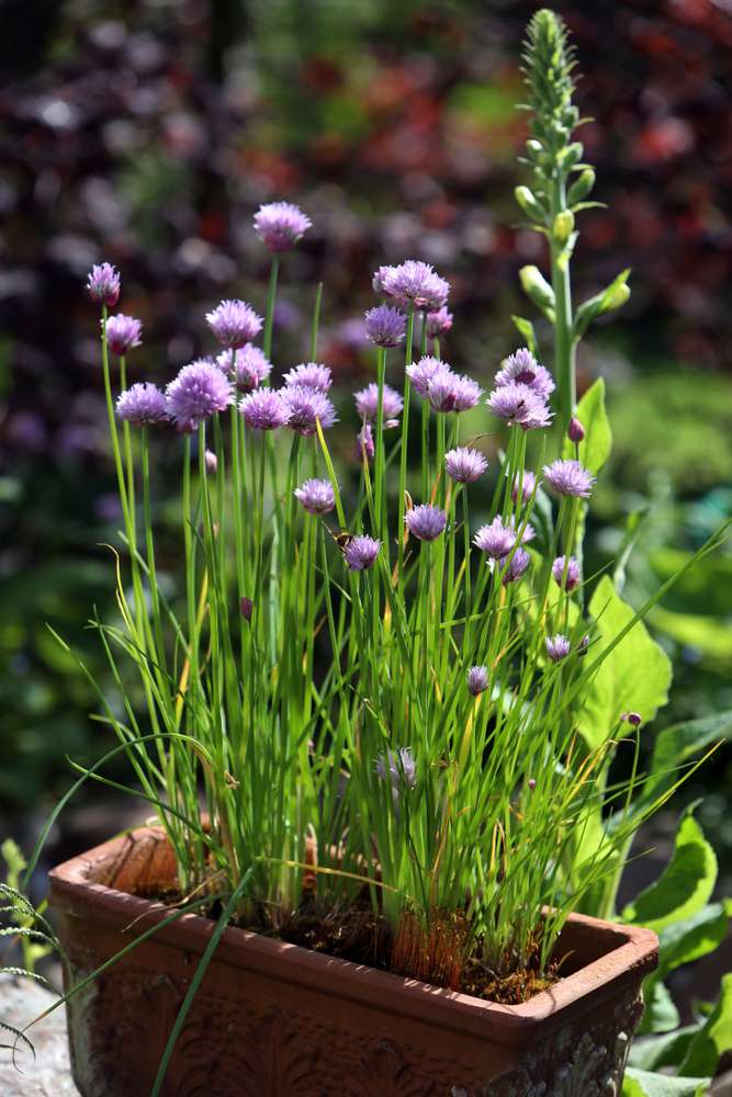 flowering chives in a container