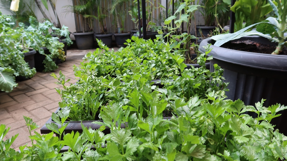 healthy celery plants grown in pots in the yard