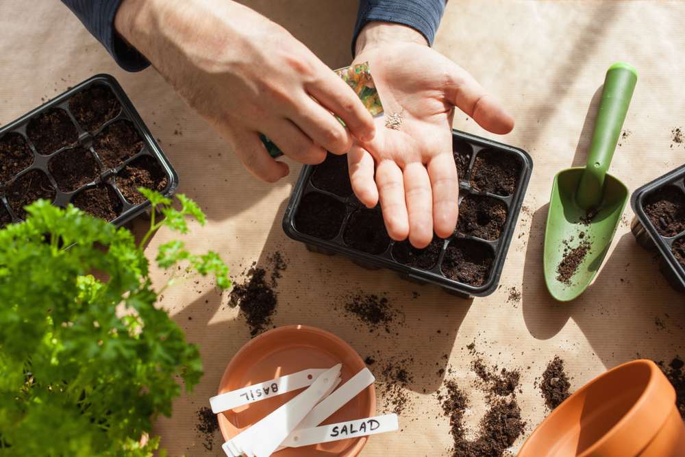 how to grow lettuce in containers from seeds, seed planting