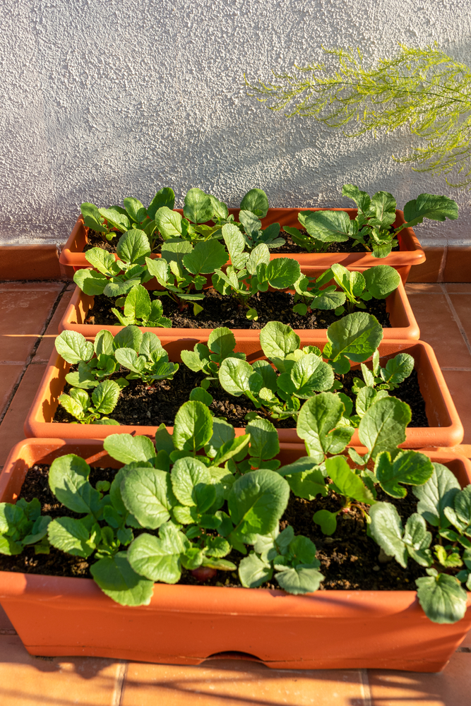 pots with radishes planted in an urban garden on the terrace of a house.