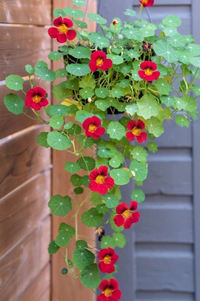 trailing red nasturtiums in a hanging basket