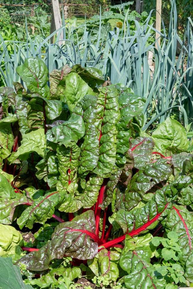 vegetable patch containing leeks and red stemmed Swiss Chard