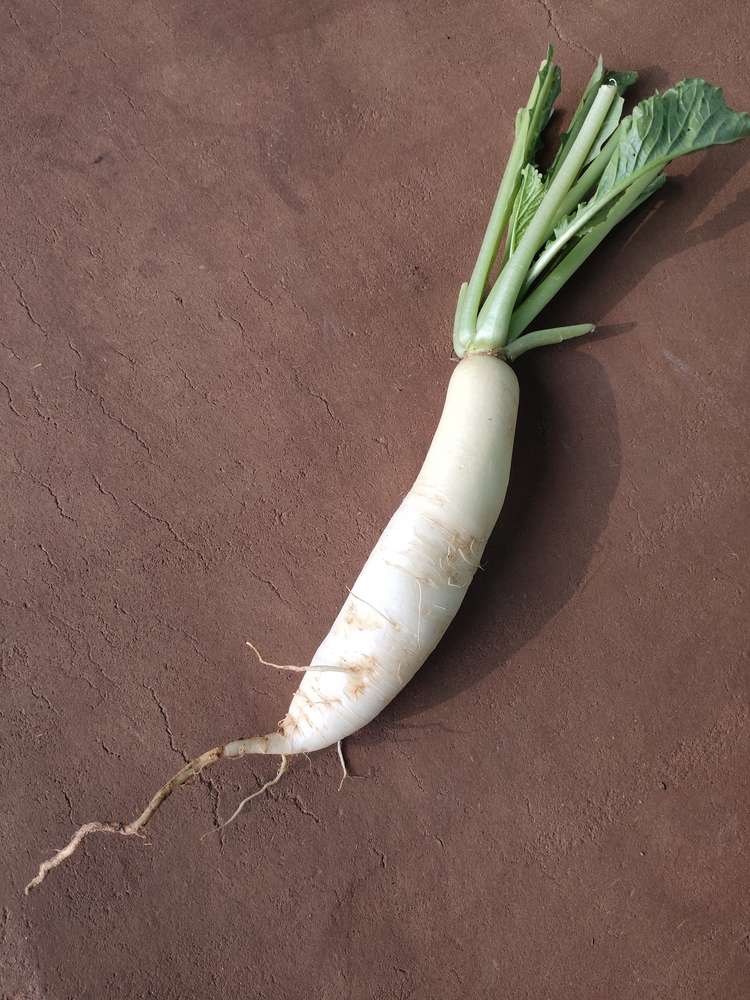 white radish (daikon) with green leafy tops