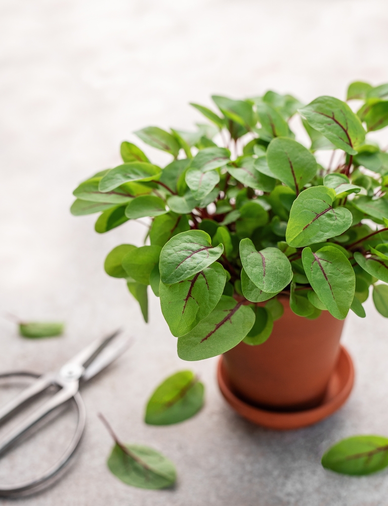 A pot with fresh sorrel