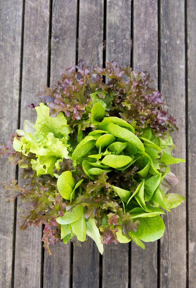 Growing Mixed Salad Greens in Planter