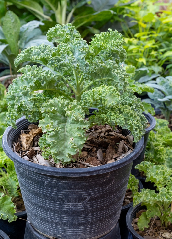 Kale plant growing in a garden pot surrounded by various leafy greens in shade