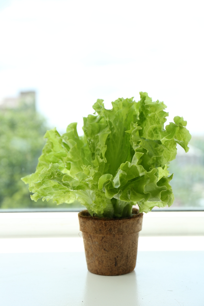 Lettuce growing in peat pot on window sill