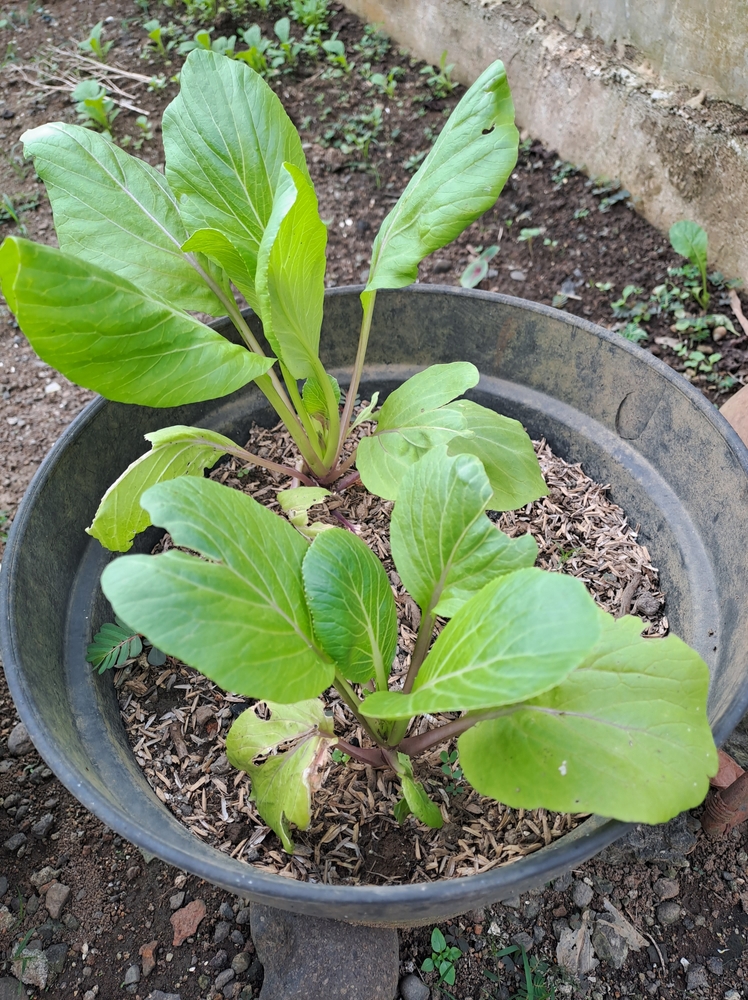 Mustard greens thrive in pots. Mustard greens thrive with lots of leaves