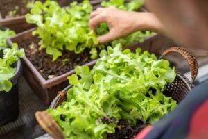 Salad greens in different containers to find the best one for salad greens