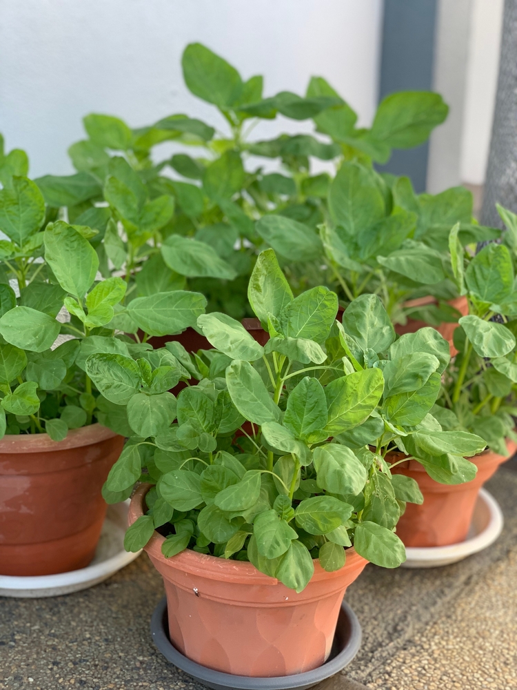 Spinach Vegetables in Gardening Pots