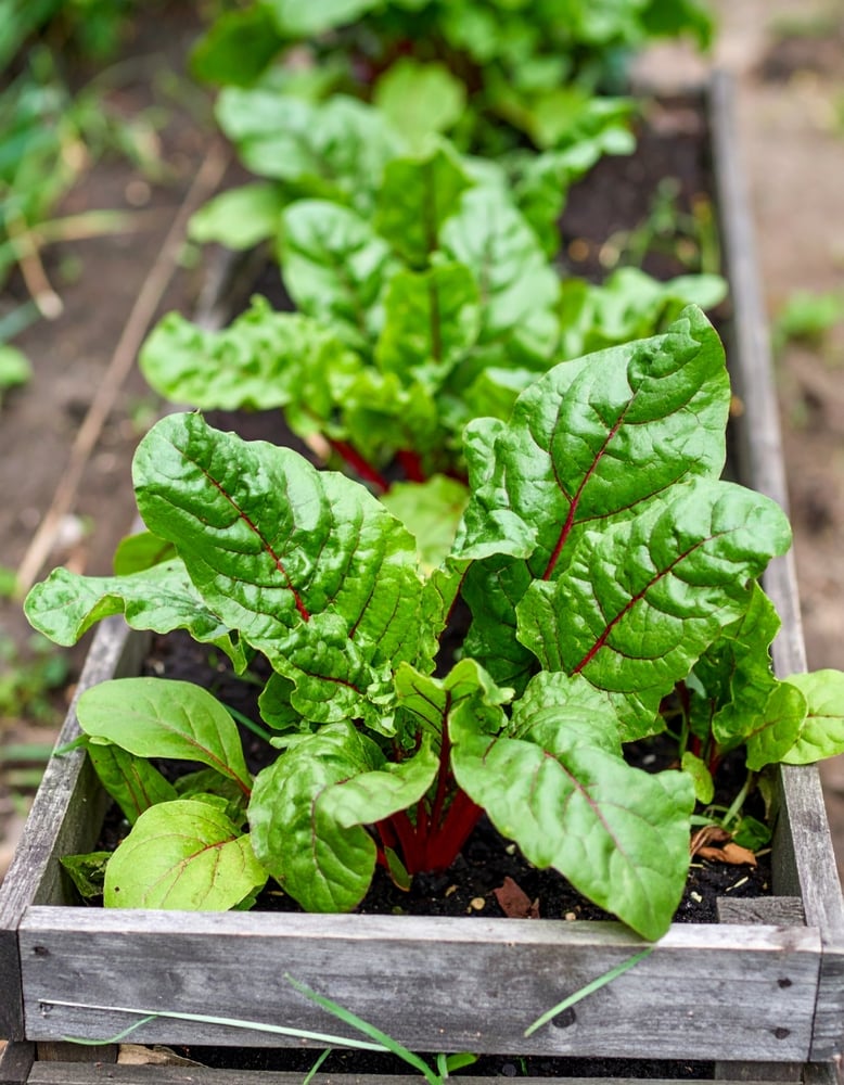Swiss Chard Growing In Containers