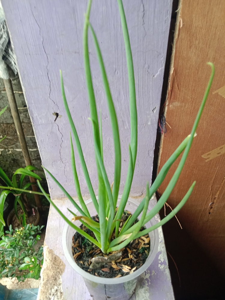 green onion (Allium fistulosum) plant growing healthily in a transparent plastic pot. The plant is placed on a windowsill