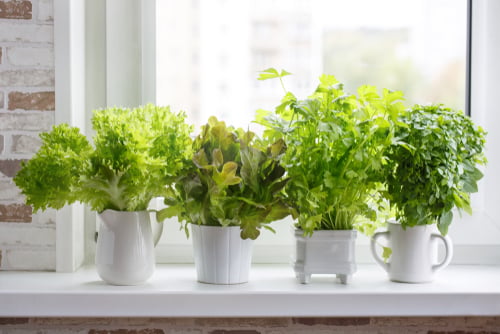 white pots on windowsill. Lettuce, leaf celery and small leaved basil. Kitchen garden of herbs