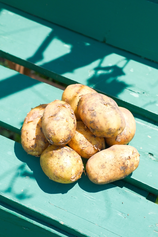 A large and beautiful pile of freshly harvested potatoes is resting on a rustic green wooden table indoors