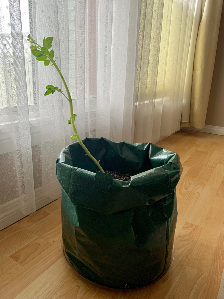 A sprout from a white potato plant growing indoors near a window 