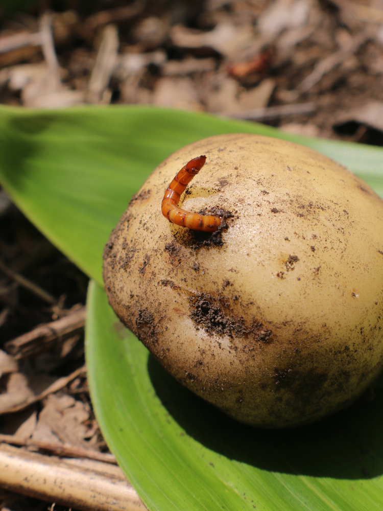A wireworm pest emerging from a freshly dug potato