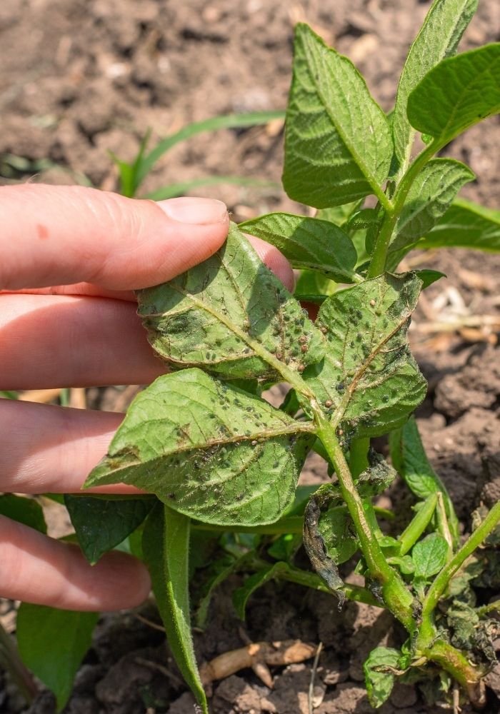 Aphids on potato plant leaves