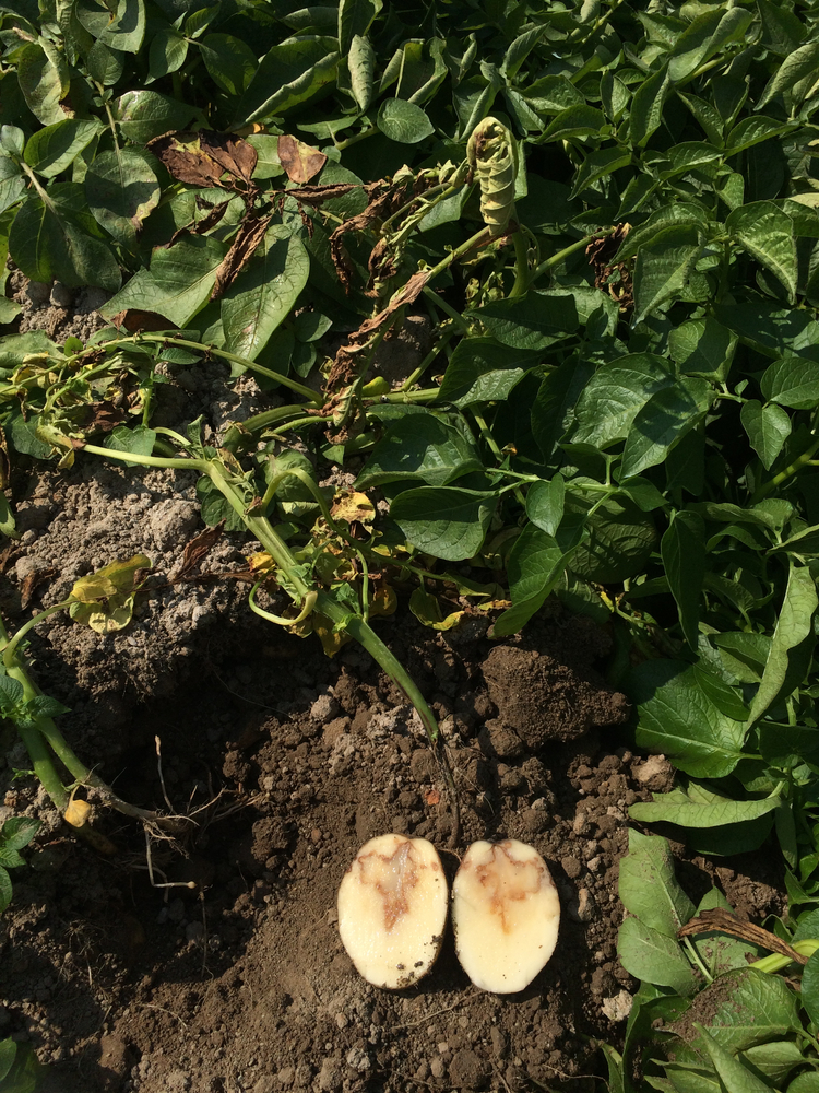 Blackleg of potato. Disease is caused by bacteria in the genera Pectobacterium and Dickeya. They also cause soft rot of tubers.