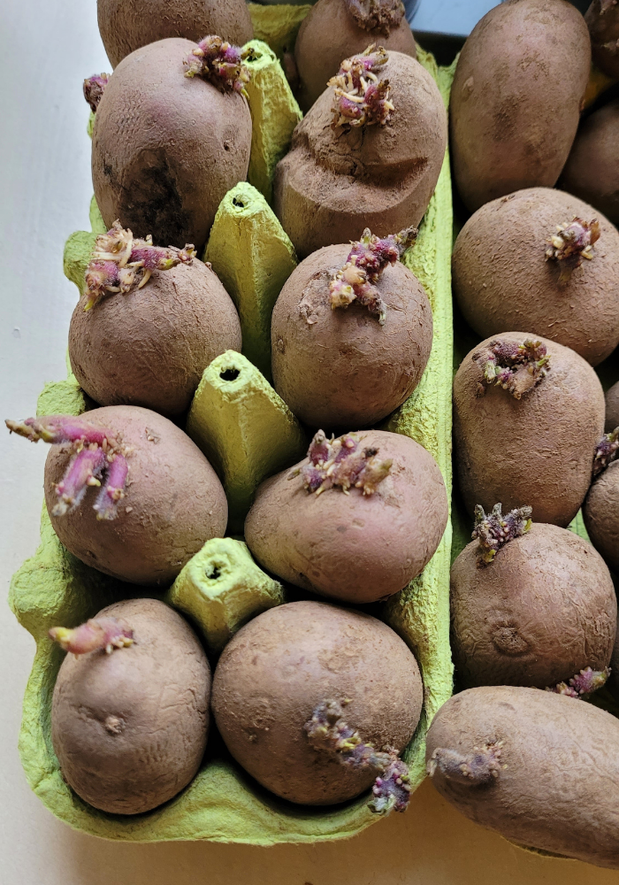 Chitting Rooster main crop seed potatoes in egg box