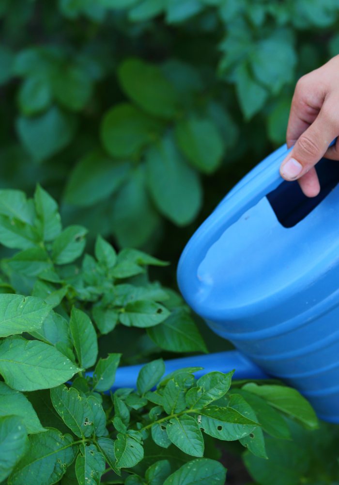 Close up view of someone watering their indoor garden of russet potato plants