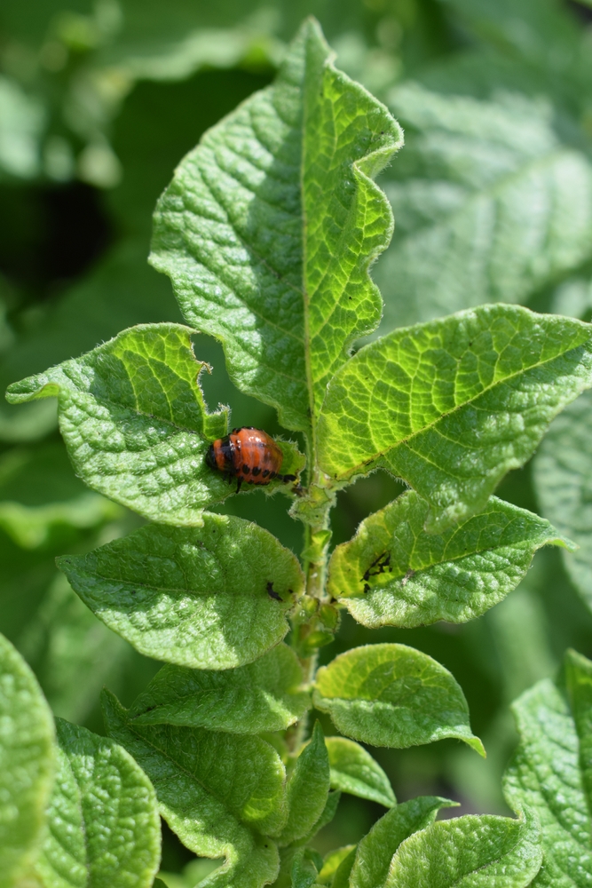 Colorado potato beetle larvae on green leaves of potato plant. Insect infestation, crop pest close-up.