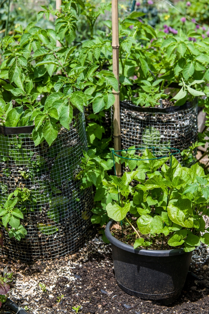Issaquah, Washington State, USA. Potato plants growing in potato cages.