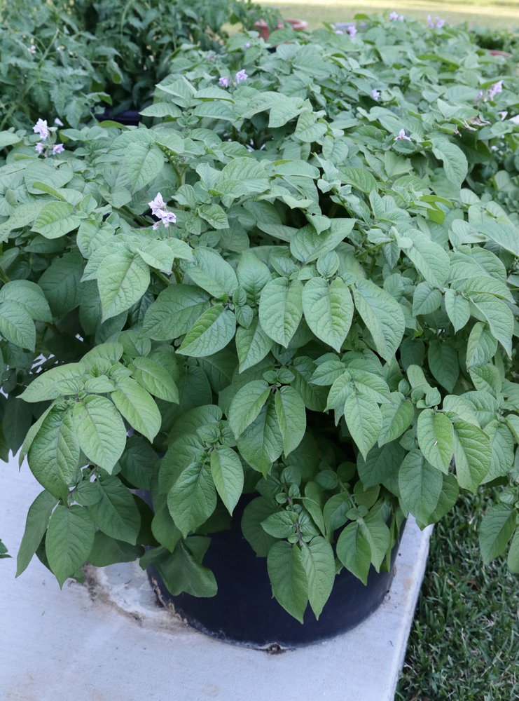 POTATO PLANTS GROWING IN POTS CONTAINERS