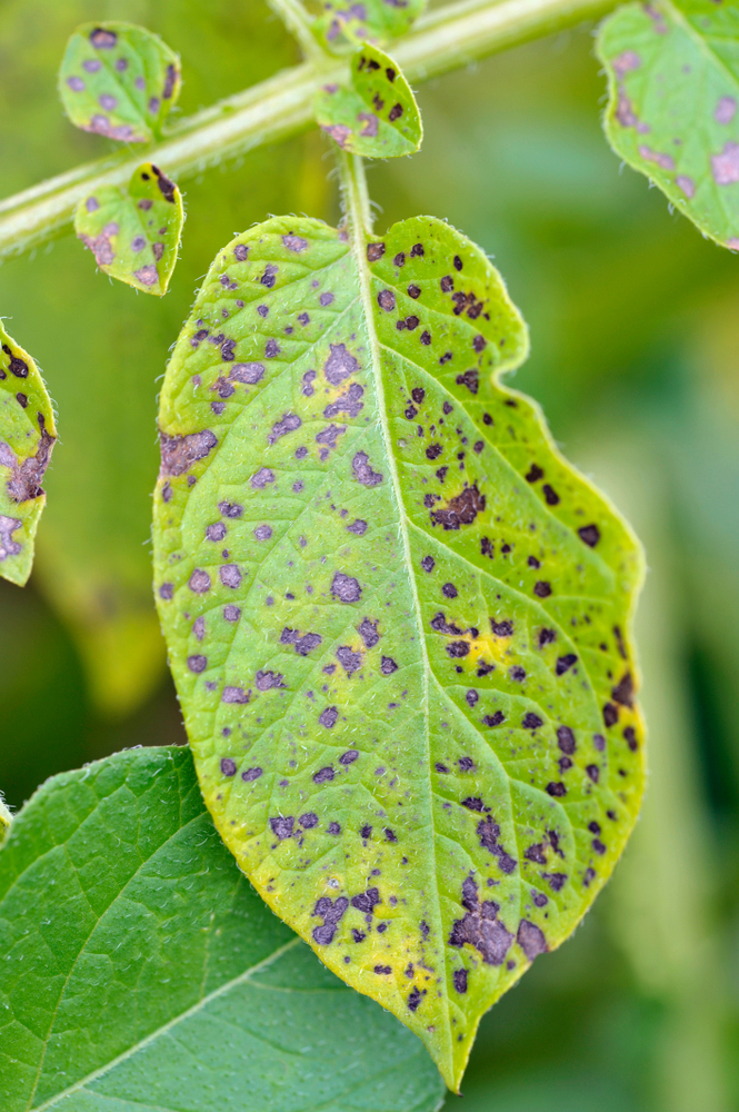 Potato leaf blight on maincrop potato foliage, a fungal problem Phytophthora Infestans and is a disease which causes spotting on late potato leaves.
