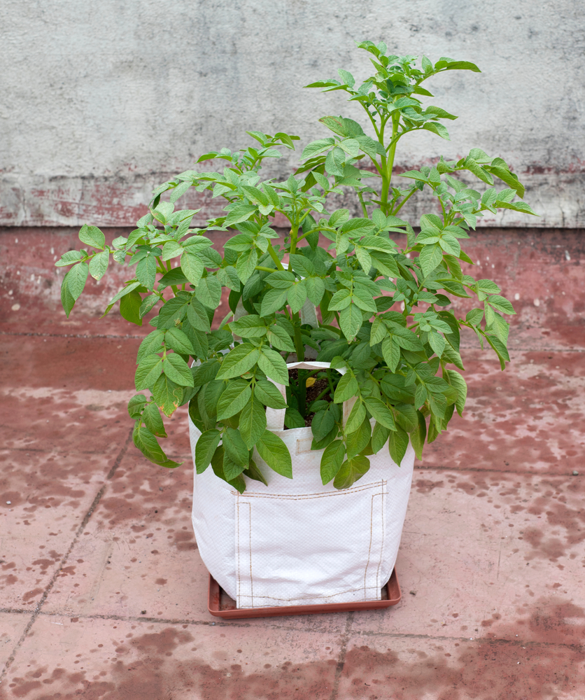 Potato plant growing in polythene grow bag on terrace