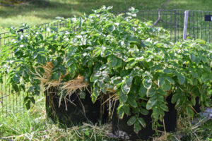 Red Potatoes with Straw Mulch growing in Fabric Grow Bag in Garden
