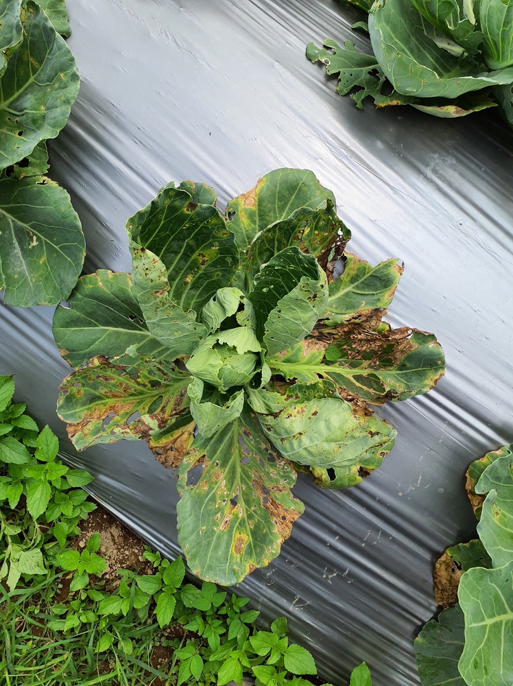 Cabbage with alternaria leaf spot