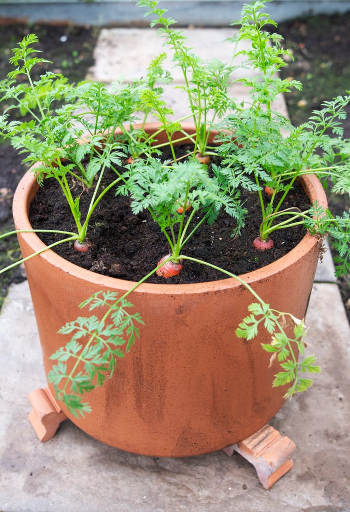 Carrots growing in container with compost mix