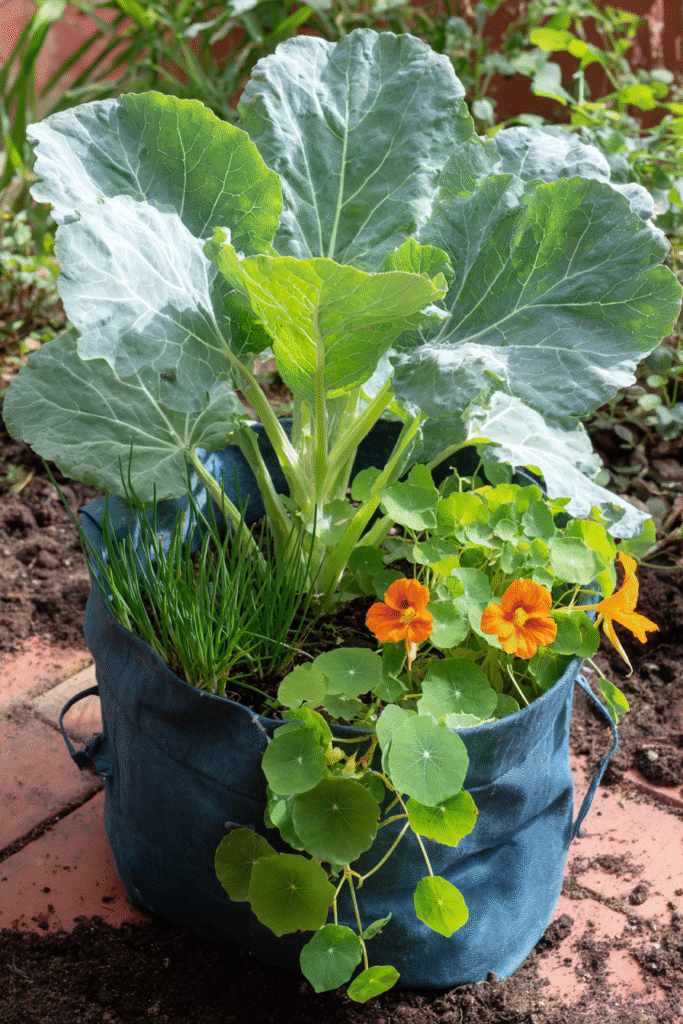 Collard greens in a container, companion planted with chives and nasturtium