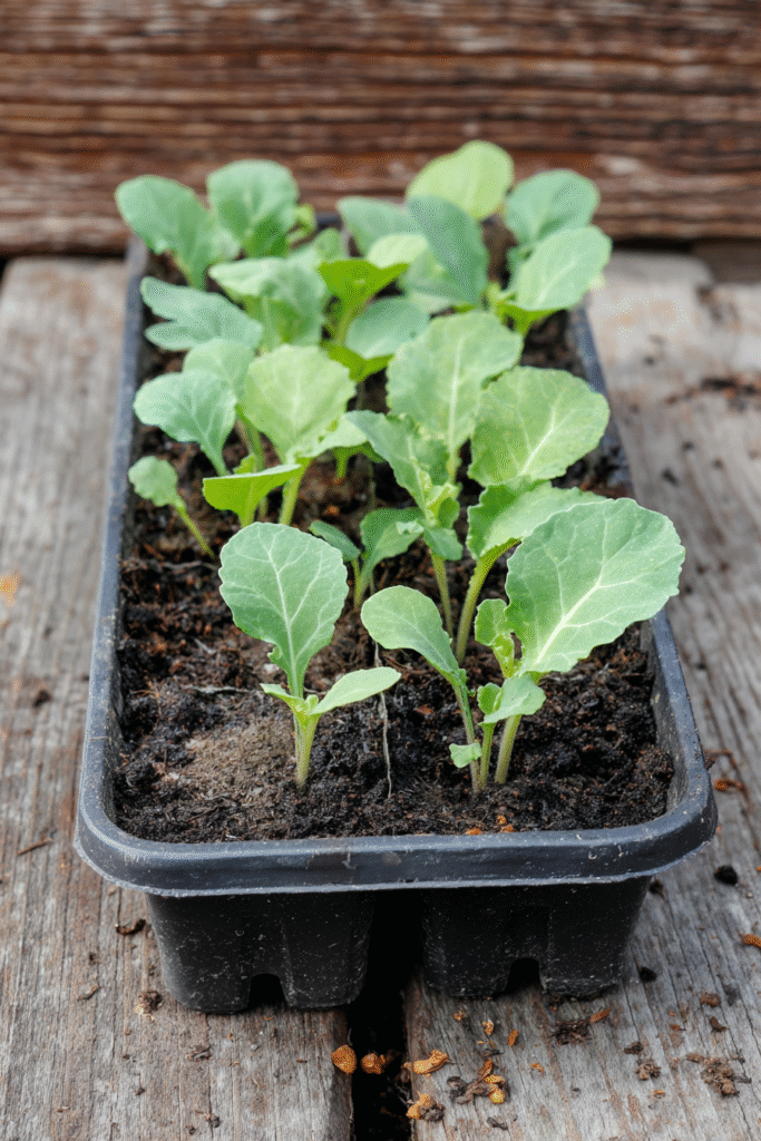 Collard greens seedlings in seedling tray