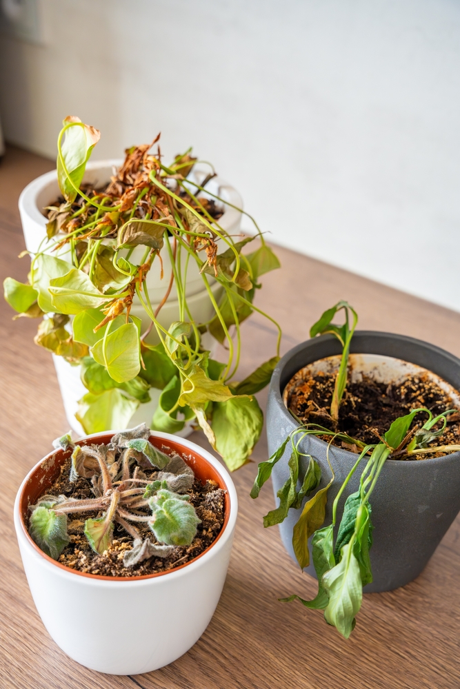 Dry, withered plants in a container