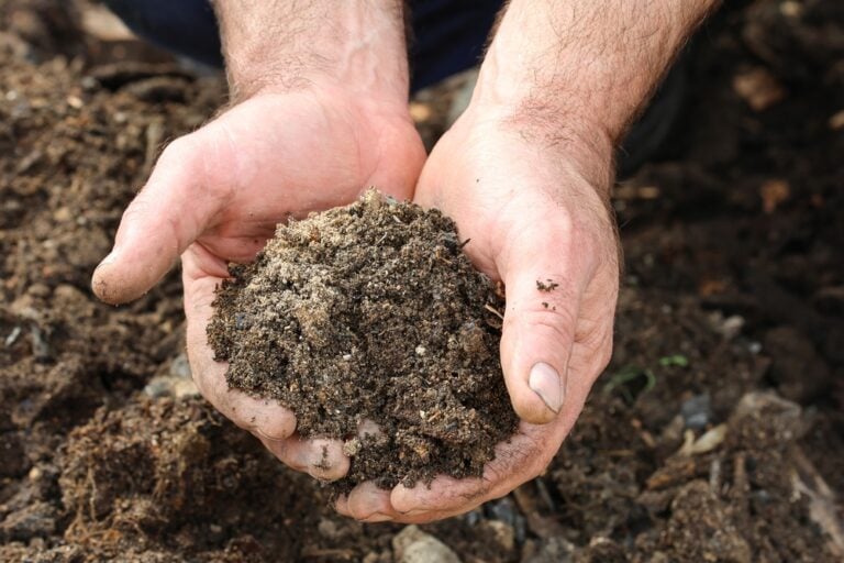 Finished and sifted homemade compost to use in containers